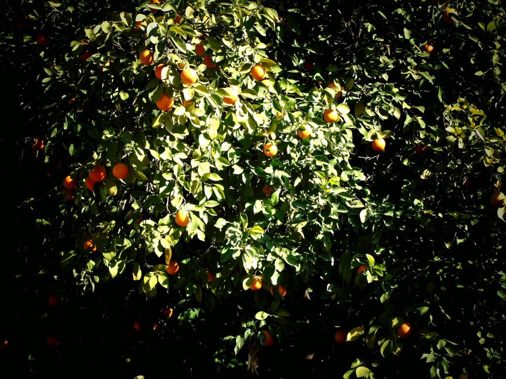 Bahia Palace Orange Trees