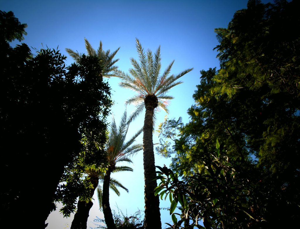 Bahia Palace Palm Trees