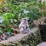 Bali Monkey eating at Ubud Monkey Forest.jpg