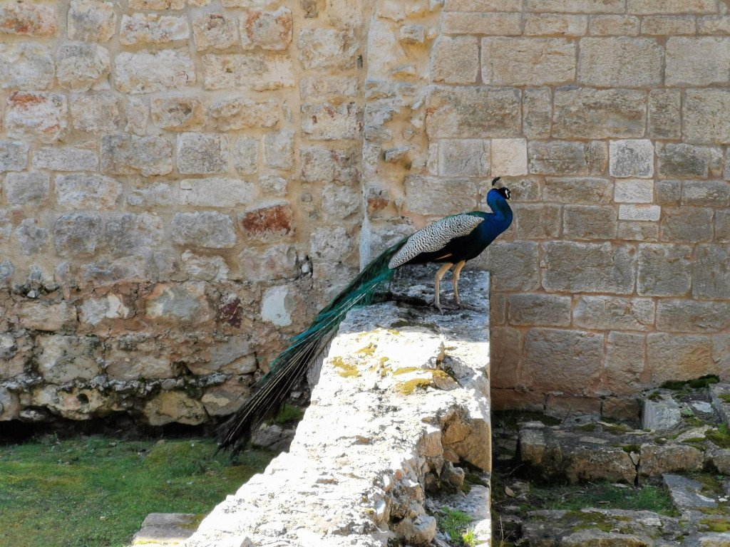 Wild peacocks on Lokrum Island